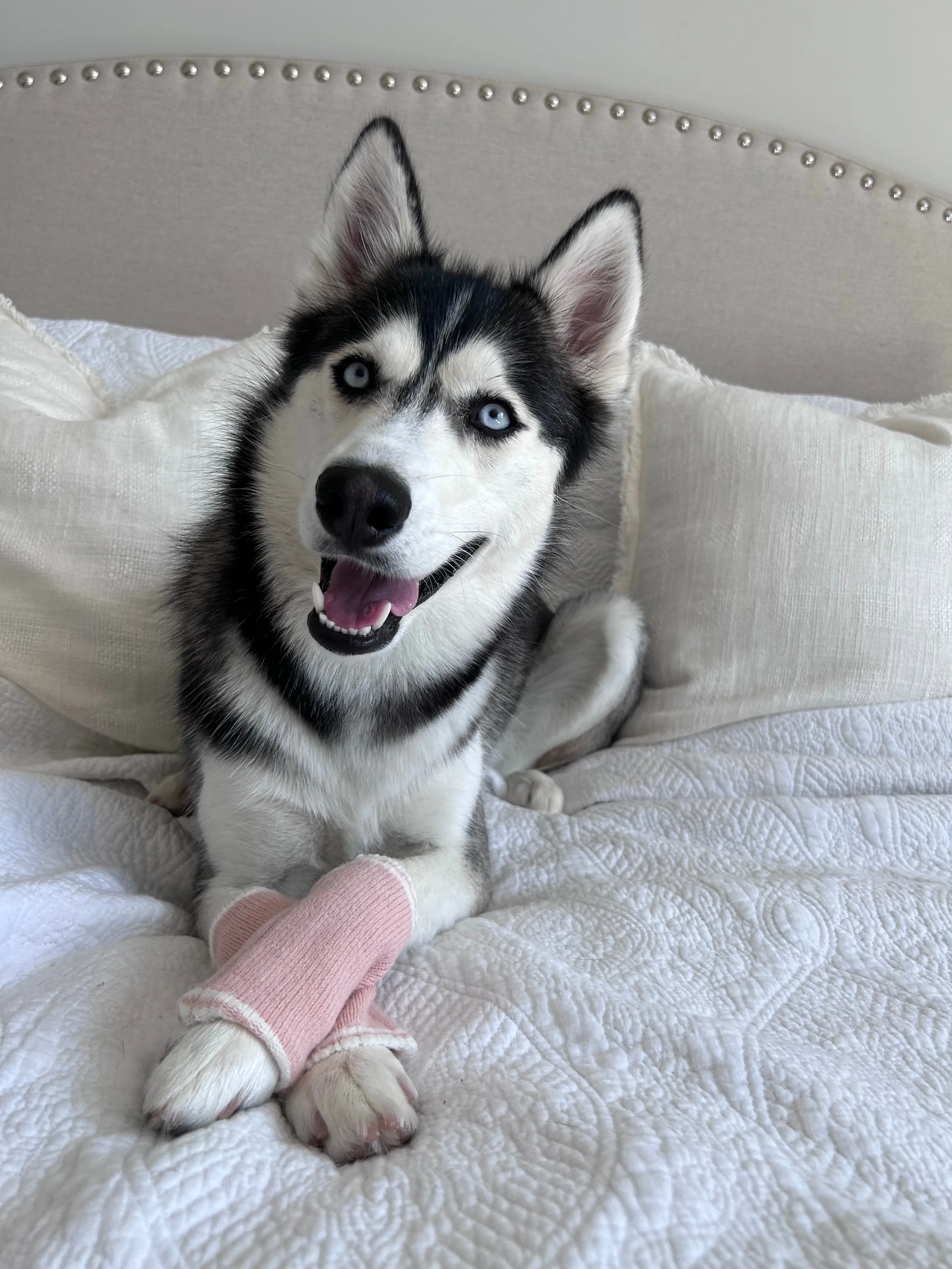 Dog Leg Warmers - Pink